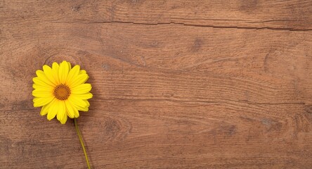 Obraz premium Yellow flower on warm wood texture with clear copy space for text or design