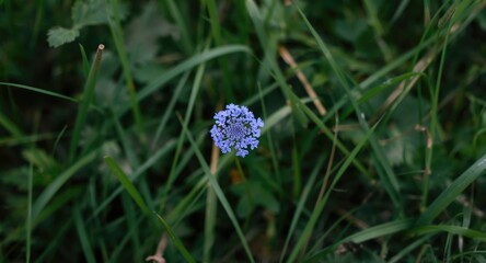 Fototapeta premium wild blue blossom cluster in lush grass