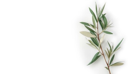 Naklejka premium Top view of olive branch against clean white background with copy space
