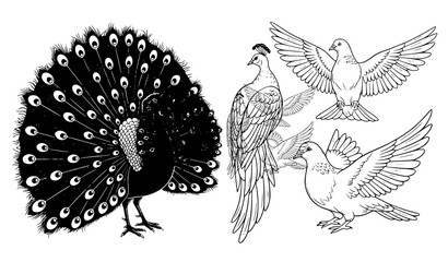 Fototapeta premium Peacock and dove black and white vector bird illustrations
