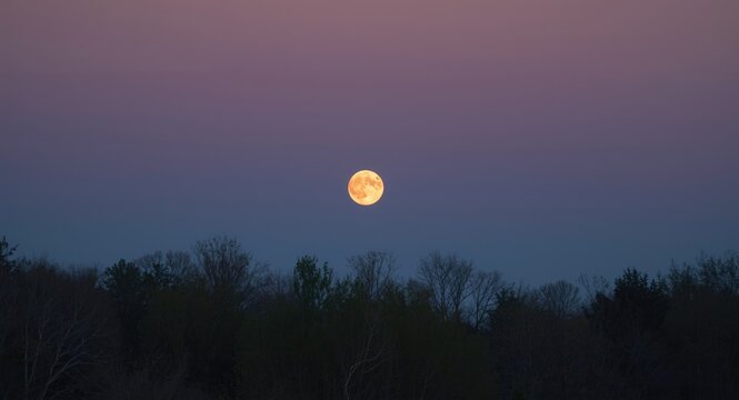 Morning horizon with a bright full moon drifting past surrounding trees