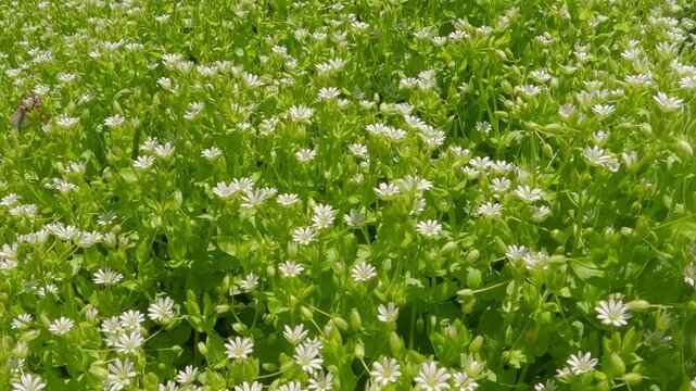 Close-up of dense thickets of white flowers of Greater Chickweed, Stellaria neglecta, on a green meadow in spring on a sunny day, camera moving forward across the lawn