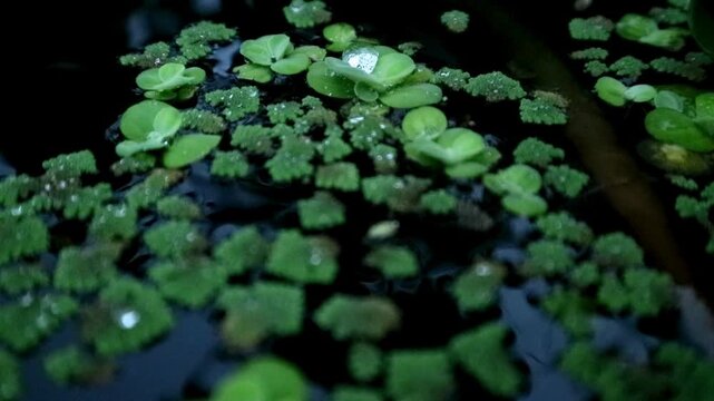 Azolla plants are a source of protein for livestock that is grown in pond water.