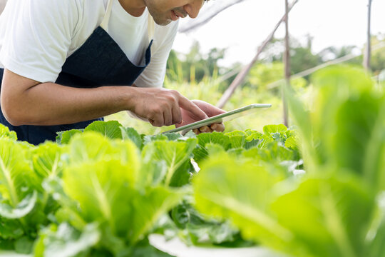 Organic farming, salad farm. Farmers recheck quality record on application on tablet. Hydroponics vegetable grow naturally. greenhouse garden, Ecological Biological, Healthy, Vegetarian, ecology