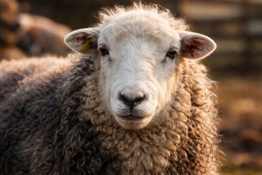 Close up portrait of a Herdwick sheep with detailed wool texture