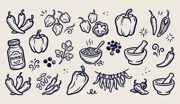 Spices and healthy herbs, chili and pepper doodle, kitchen seasoning vector, vegetable line art, organic food pattern, cooking ingredients icons, hand drawn 