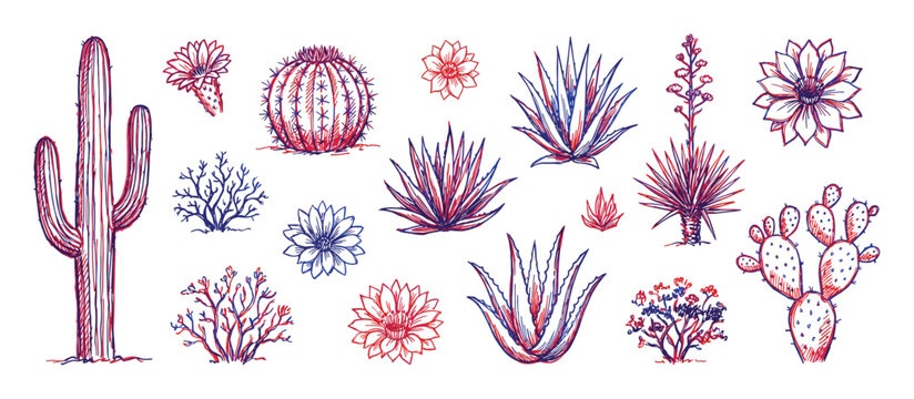 Hand-drawn desert plant illustrations feature various cacti, succulents, and flowers in a vibrant red and blue sketch style