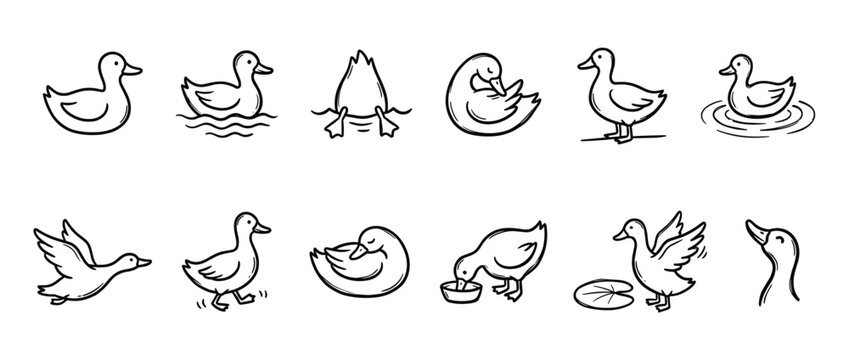 Collection of simple black outline duck illustrations depicting various actions like swimming, flying, walking, and feeding