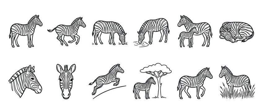 Collection of black and white outline drawings depicting various zebras in different poses and activities, rendered in a simple cartoon style