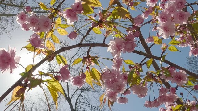 View from below of pink flowers on bloming Japanese cherry tree, Prunus serrulata sway in the wind against blue sky with bright sun background, backlit, camera moving under branches