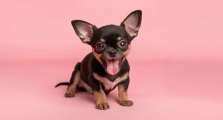 Fotobehang Dierenarts Happy Chihuahua puppy playfully posing with tongue out on soft pink backdrop  © Cyber Shutter