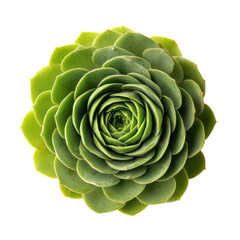 Fototapeta premium A vibrant green succulent plant on a black background