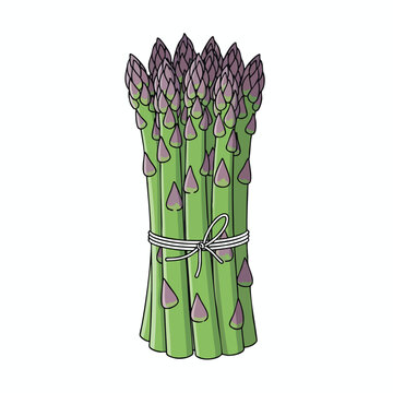 A bundle of green asparagus stalks with purple tips, tied with a white string bow