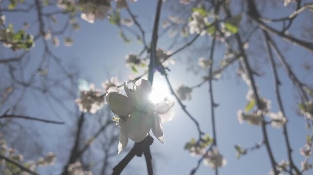 Rays of sun shine through white flowers of a blossoming apple tree, branch sways in the wind in blue sky background in backlit by the sun