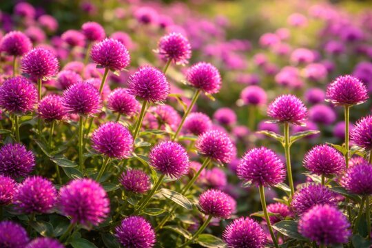 Blooming Gomphrena Flowers Bathed in Natural Sunlight
