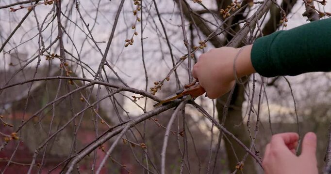 Close-up of a gardener pruning fruit tree branches with sharp secateurs in a spring garden. Professional seasonal horticulture work, tree maintenance, and plant care for better growth.