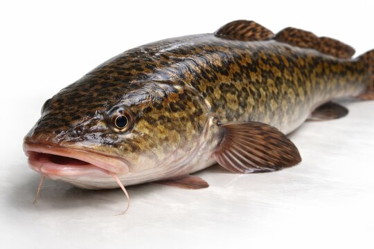 Close-up of fresh burbot fish on a clean white surface