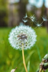 Fototapeta premium Dandelion seed head releasing seeds on green grass