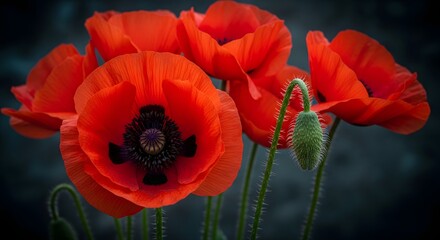 Obraz premium Vibrant red poppies with delicate petals and a green stem on a dark background