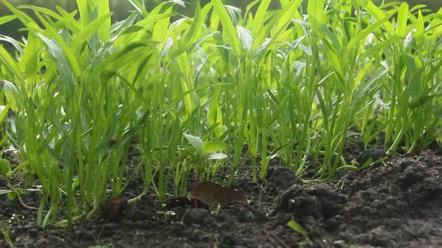 Agricultural photograph/footage showcasing young Upland Water Spinach, scientifically known as Ipomoea aquatica var. reptans, growing directly in fertile garden soil