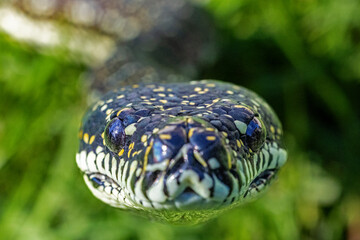 Fototapeta premium Close up of an Australian Diamond Python