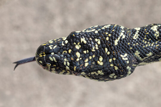 Close up of head showing the scalation of an Australian Diamond Python