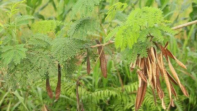 Leucaena leucocephala is the scientific name for lamtoro, a fast-growing legume plant, originating from Central America and Mexico, but now widely distributed in tropical areas