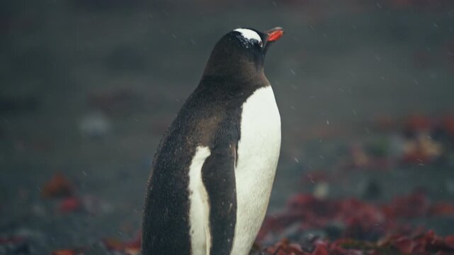 Telephoto close-up portrait of alert gentoo penguin with vivid orange bill standing on dark gravel beach scattered with red algae at Elephant Island, Antarctica
