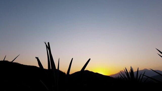 Silhouetted agave plants against sunset with mountain horizon during right pan in Tuxpan, Jalisco, Mexico