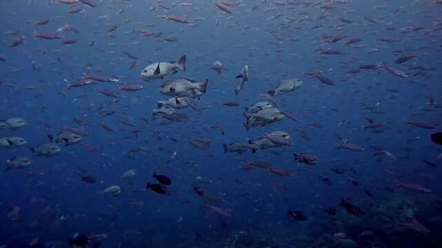 schooling snappers and fusiliers swimming calmly in clear blue water