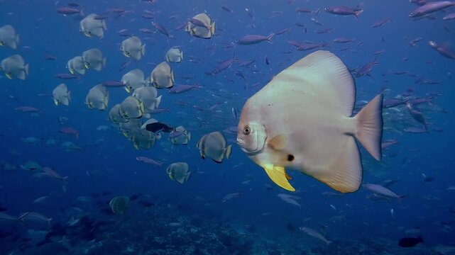 a school of batfish swim past, revealing a big school of jackfish in the background while being surround by a large number of fusiliers in crystal clear water