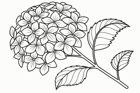 coloring page line art the hydrangea flower black vector