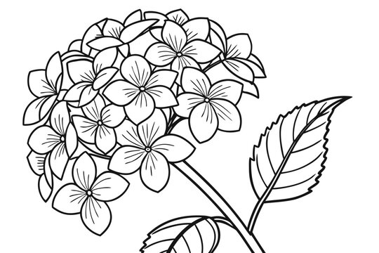 coloring page line art the hydrangea flower black vector