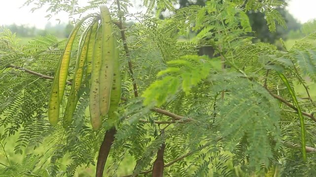 Leucaena leucocephala is the scientific name for lamtoro, a fast-growing legume plant, originating from Central America and Mexico, but now widely distributed in tropical areas