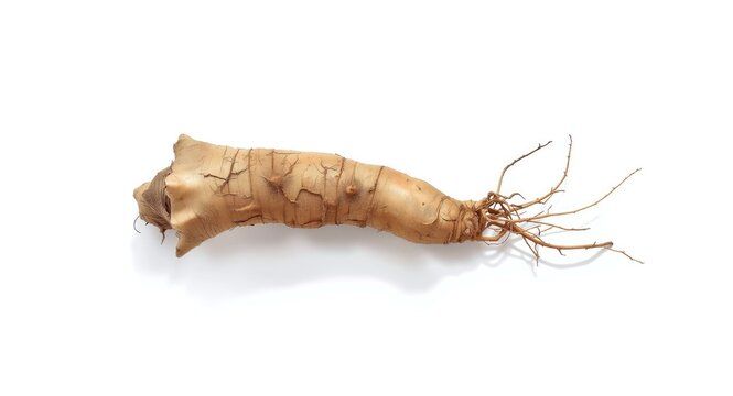 Wild ginseng root with visible rootlets isolated on bright white background