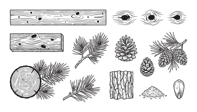 Pine tree elements cones and wood texture vector illustration