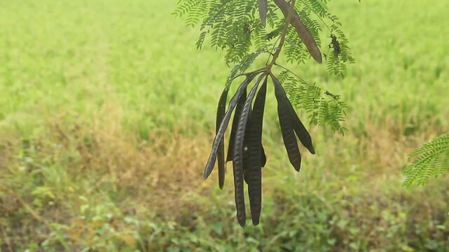 Leucaena leucocephala is the scientific name for lamtoro, a fast-growing legume plant, originating from Central America and Mexico, but now widely distributed in tropical areas