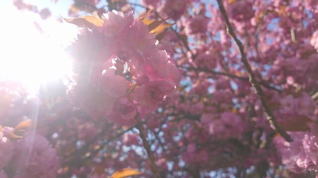 Bottom view of pink flowers inflorescences on cherry blossom in backlit be the sunlight, the Japanese cherry tree, Prunus serrulata 'Kanzan has deep-pink, double flowers in full bloom