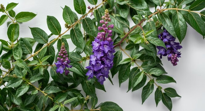 Vibrant purple flowering Vitex agnus castus with dense green leaves displayed on a clean white backdrop