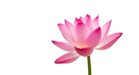 Fototapeta premium A vibrant pink lotus flower blooms vividly against a pristine white background showcasing natural beauty