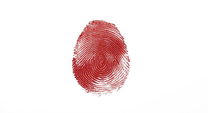 Bloodstained thumbprint on white background for forensic fingerprint investigation