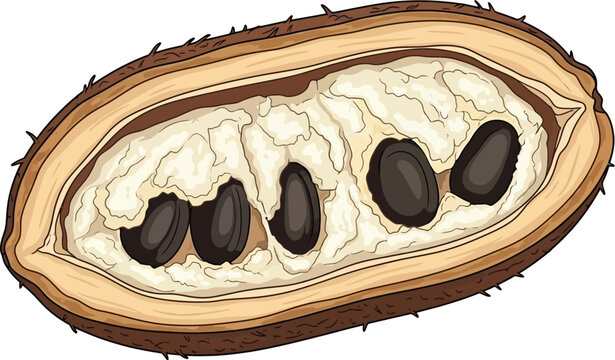 Longitudinal section of a unique fruit displaying its creamy white pulp.