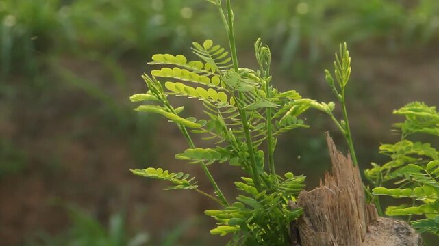 A high-quality close-up photograph featuring the vibrant, fresh young leaves of the River Tamarind or Lead Tree, scientifically known as Leucaena leucocephala