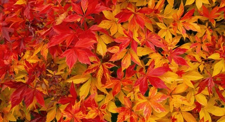 Fototapeta premium Seasonal leaves in red and yellow colors with clear space for text