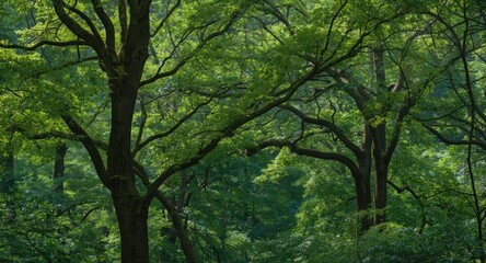 Obraz premium Towering trees in a vibrant green dense forest with a cool shaded canopy