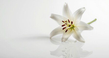 Fototapeta premium White lily in isolation on a polished white surface with natural lighting effects