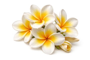 Fototapeta premium Yellow and white frangipani flowers blooming vividly isolated on white background with clipping path