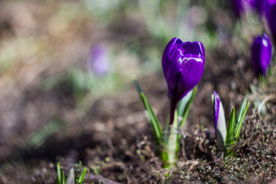 Close‑up of crocus bud beginning to open