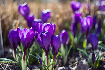 Wide shot of crocuses in a garden — clusters of purple blooms scattered across grass © AlMacro