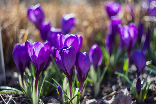 Wide shot of crocuses in a garden &mdash; clusters of purple blooms scattered across grass